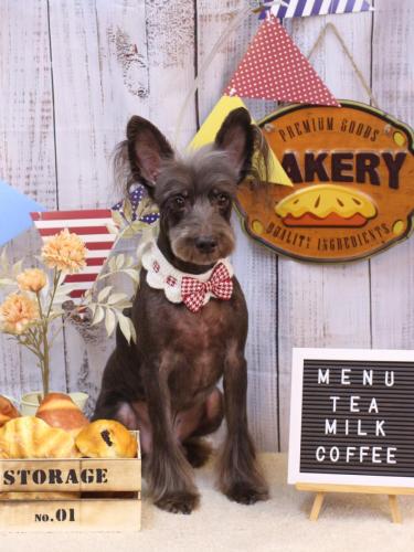 20240908コットンくん